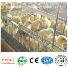 Automatic Pullet Farm Layer/Broiler/Pullet Chicken Cage